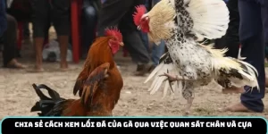 Chia sẻ cách xem lối đá của gà qua việc quan sát chân và cựa 