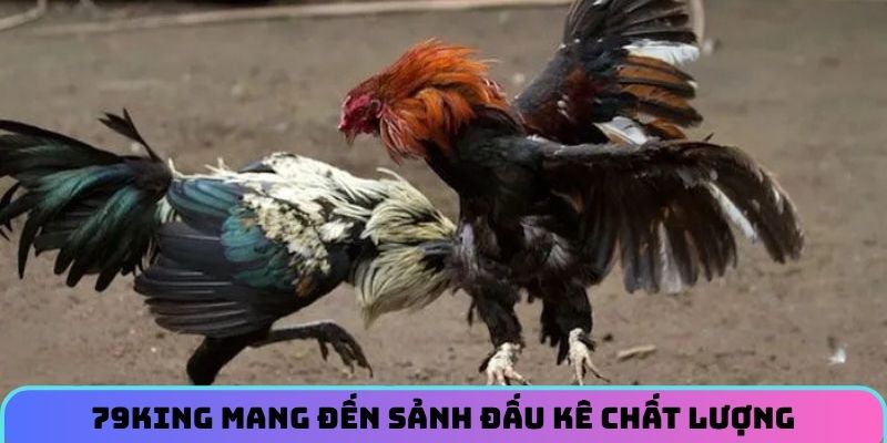 79KING mang đến sảnh đấu kê chất lượng
