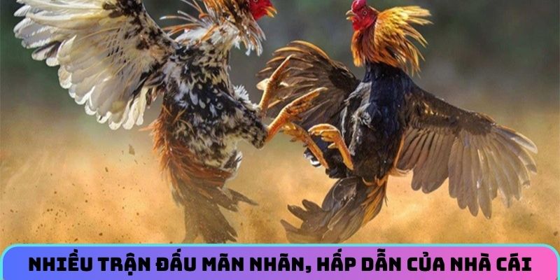 Nhiều trận đấu mãn nhãn, hấp dẫn của nhà cái