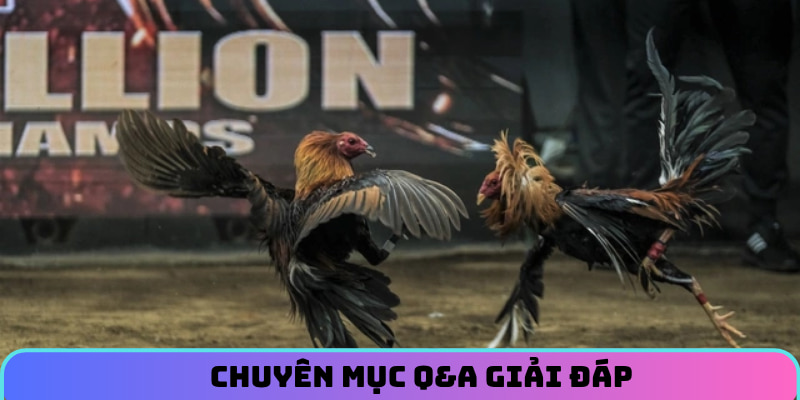 Chuyên mục Q&A giải đáp