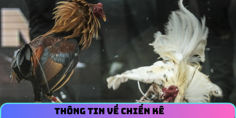 Thông tin về chiến kê