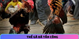 Thế gà đá tấn công