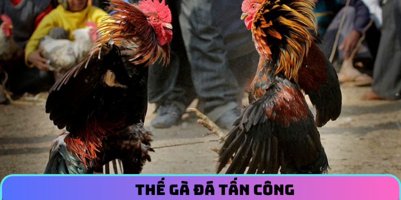 Thế gà đá tấn công